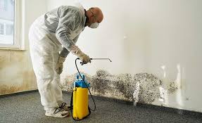 Best Mold Remediation for Vacation Homes  in USA